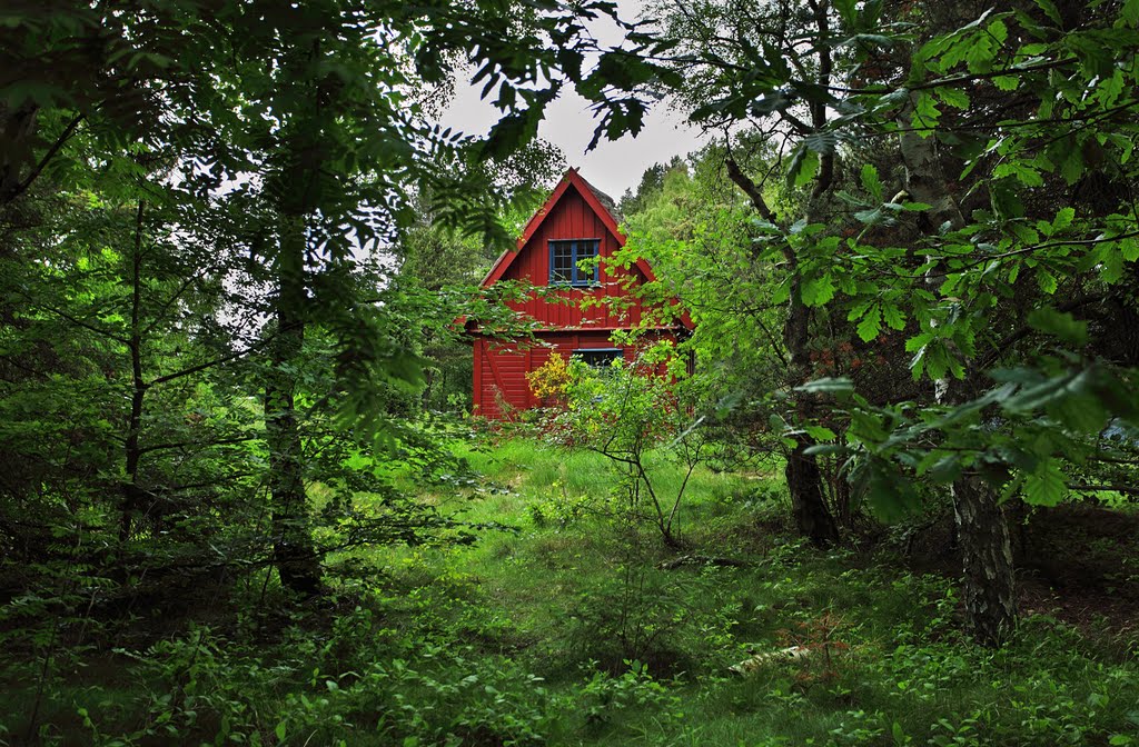 forest with a red house